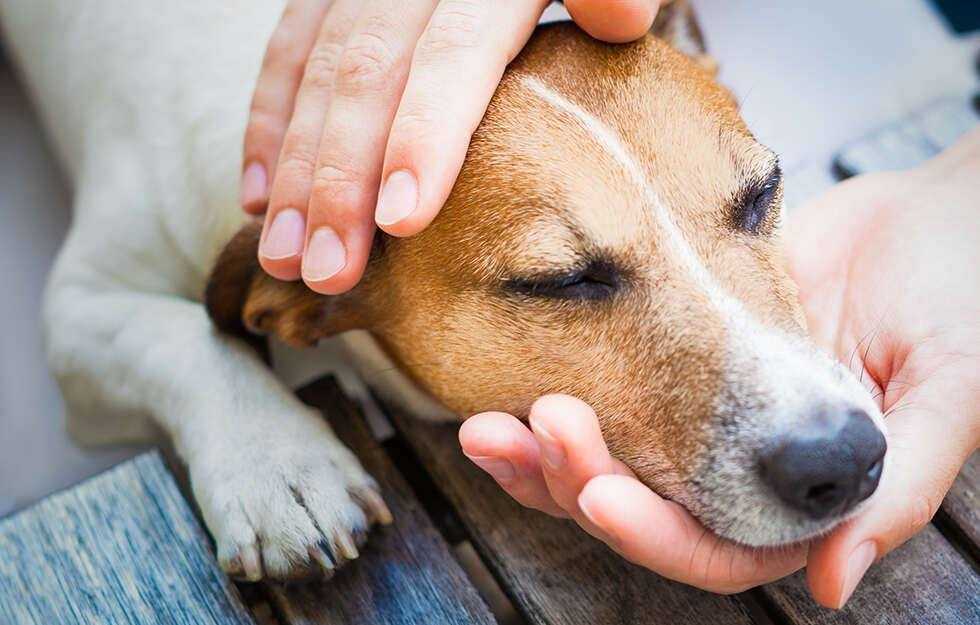Чумка у собак: симптомы и лечение в домашних условиях, вероятность летального исхода