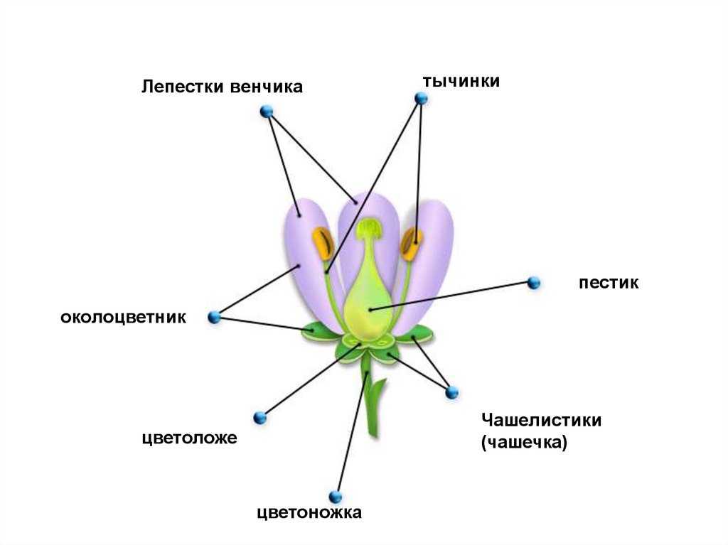 Глоссарий - т