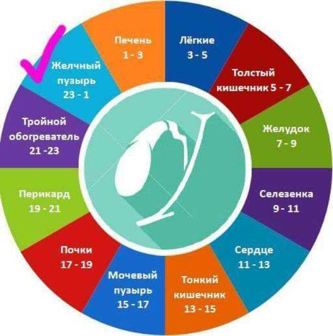 Биологические часы организма человека по часам работы.
