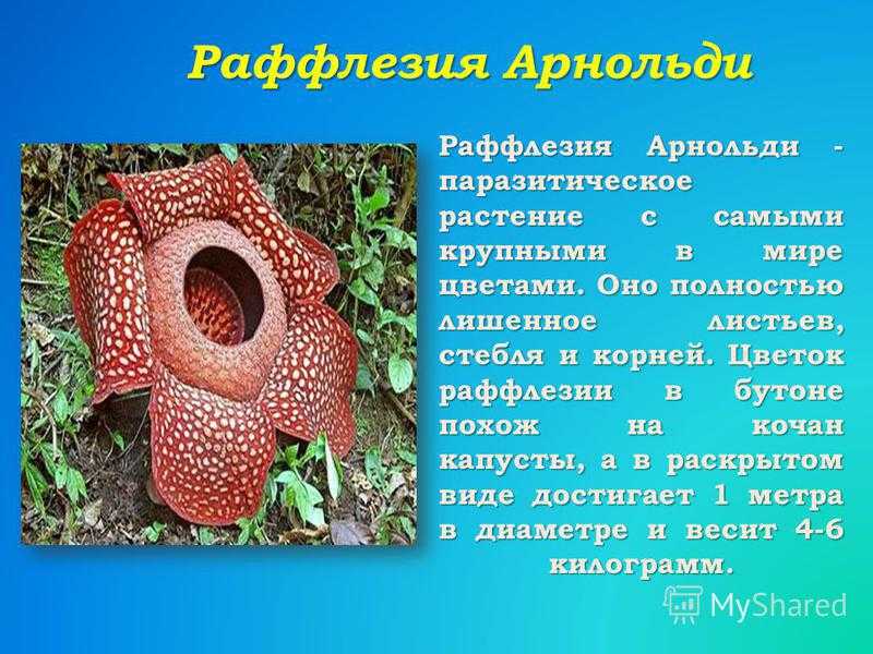 Полупаразит
 - большая энциклопедия нефти и газа, статья, страница 3
