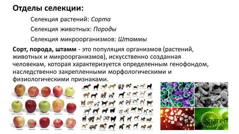 Презентация на тему: "понятие о сорте план 1. систематика и эколого-географическая группировка культурных растений. 2. центры происхождения культурных растений. 3.признаки и.". скачать бесплатно и без регистрации.