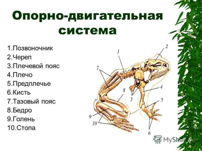 Как найти икру лягушки?