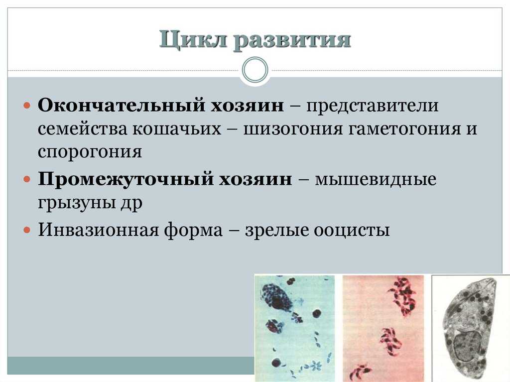 Паразитология: история, что изучает?, отрасли, понятия - биология - 2023