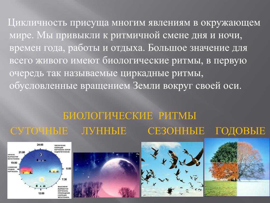 Как растения борются с джетлагом – science in school