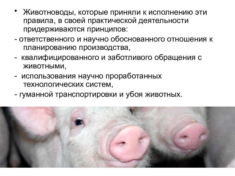 Гетерозис в свиноводстве: инбридинг, гибридизация свиньи