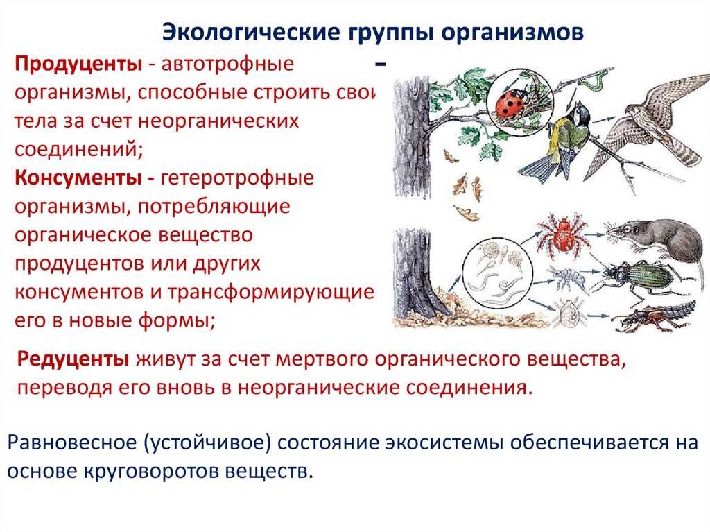 Какие у планктонных организмов есть приспособления к жизни в толще воды