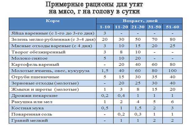 Разведение и выращивание уток на даче