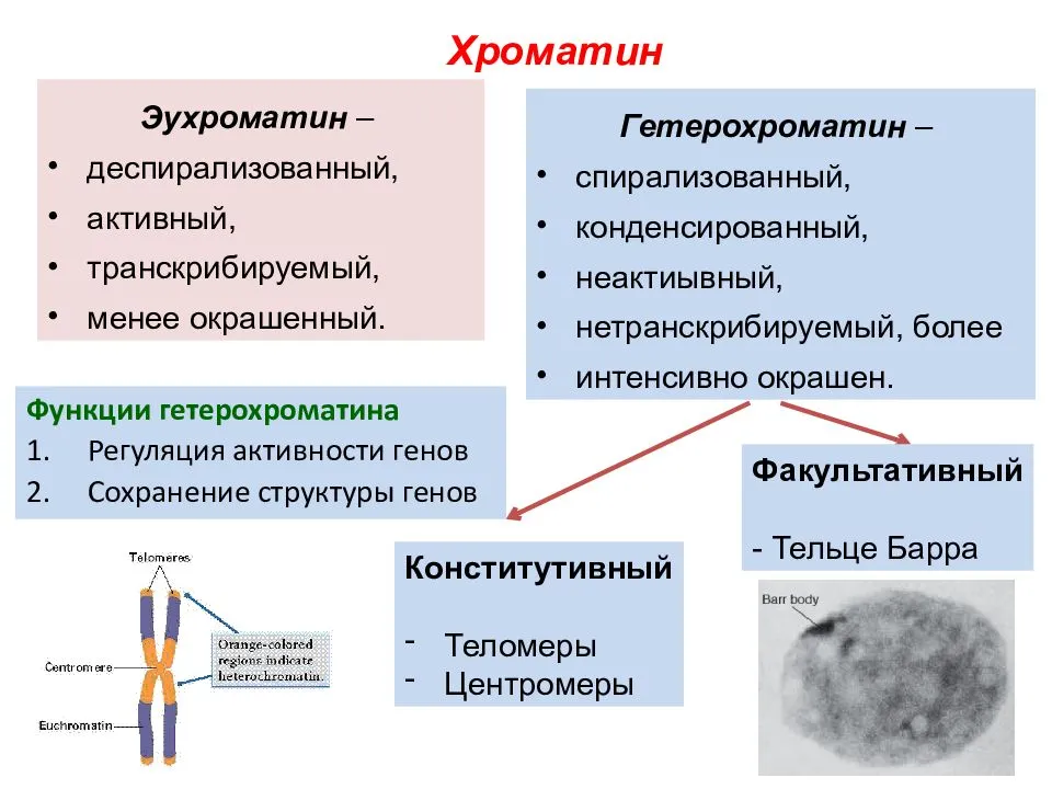 Почему ацетокармин используется в исследованиях митотических хромосом - клеточная биология 2023