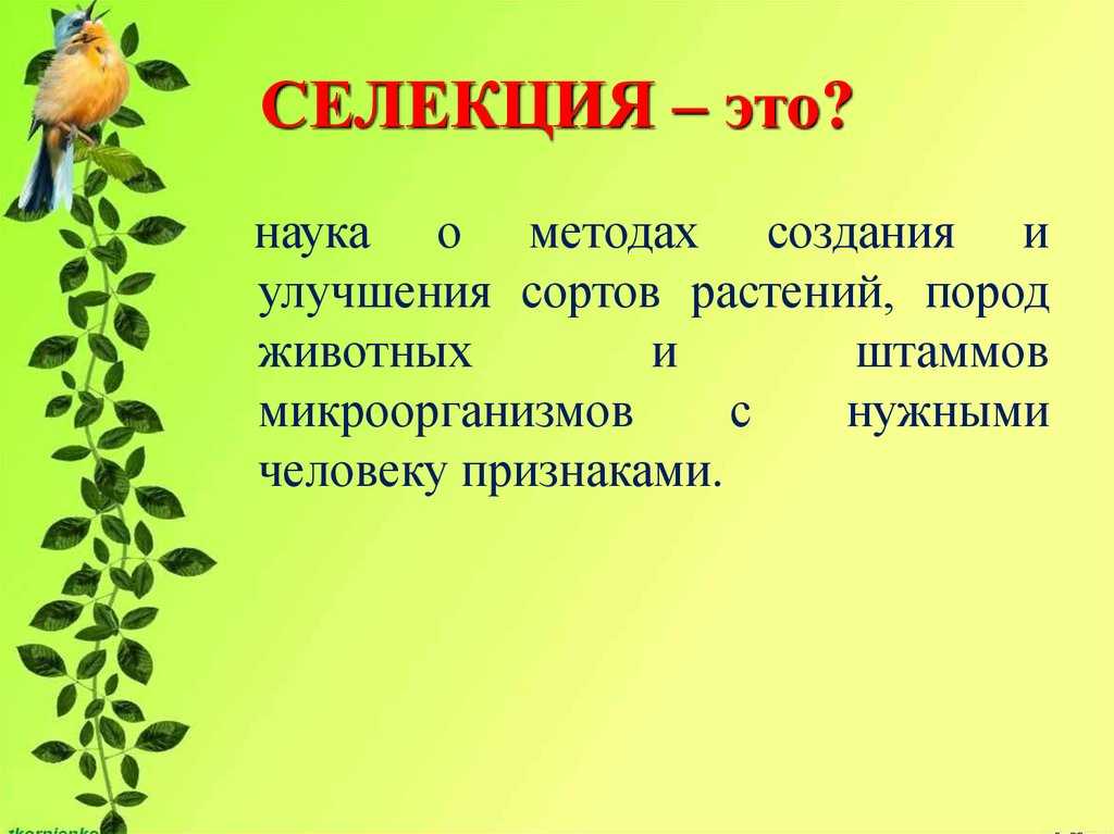 Селекция: характеристика методов и достижения. генетические основы селекции
