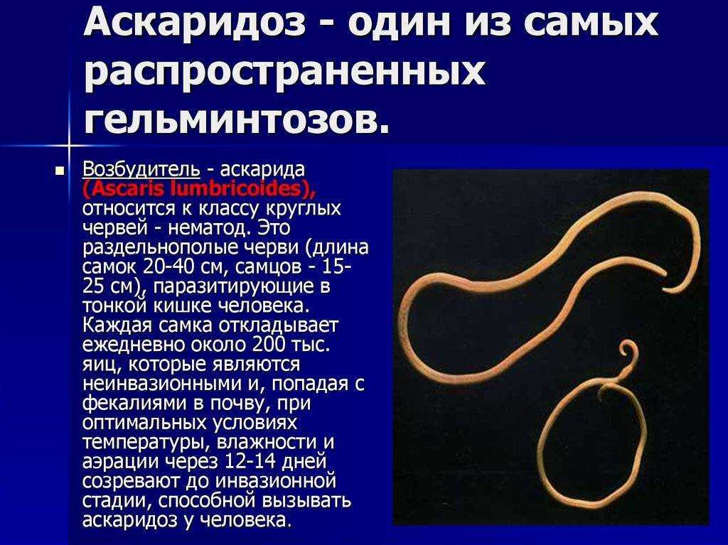 Болезни кур - аскаридиоз птиц