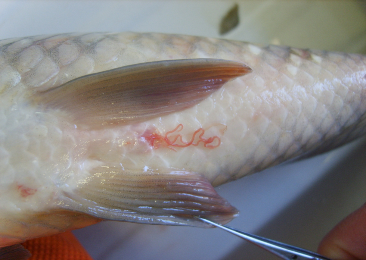 Гельминты рыб и как ими не 
						заразиться