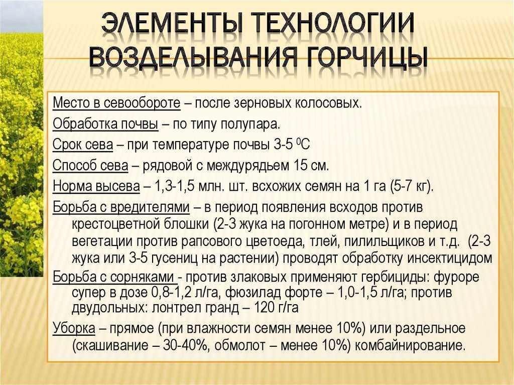 Корнеплоды в открытом грунте
