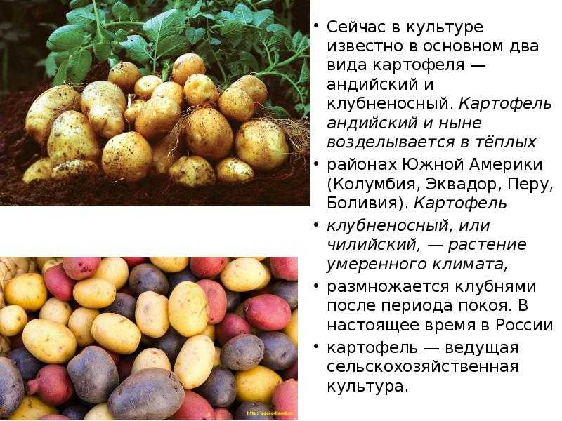 Картофель ботаническое описание: картофель — ботаническое описание и биологические особенности