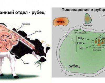 Особенности рубцового пищеварения у жвачных | ветеринария и зоотехния