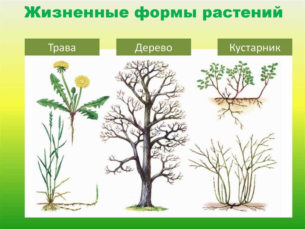 Жизненные формы цветковых растений, биология