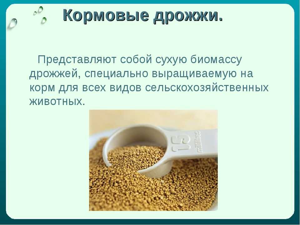 Кормовые дрожжи -  микробиология и биотехнологии