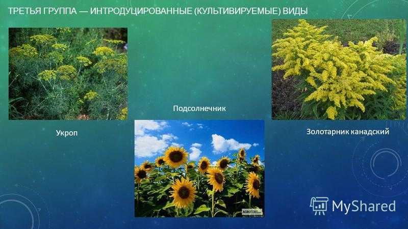 История окультуривания дикорастущих растений человеком - ogorodexp.ru