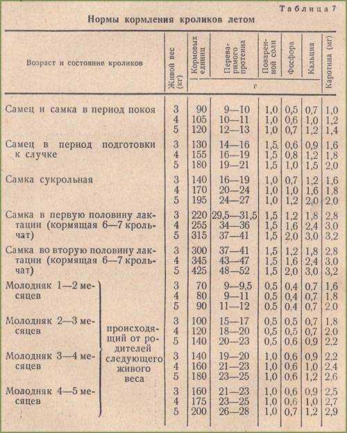 Правильное кормление кроликов | статья в журнале «молодой ученый»