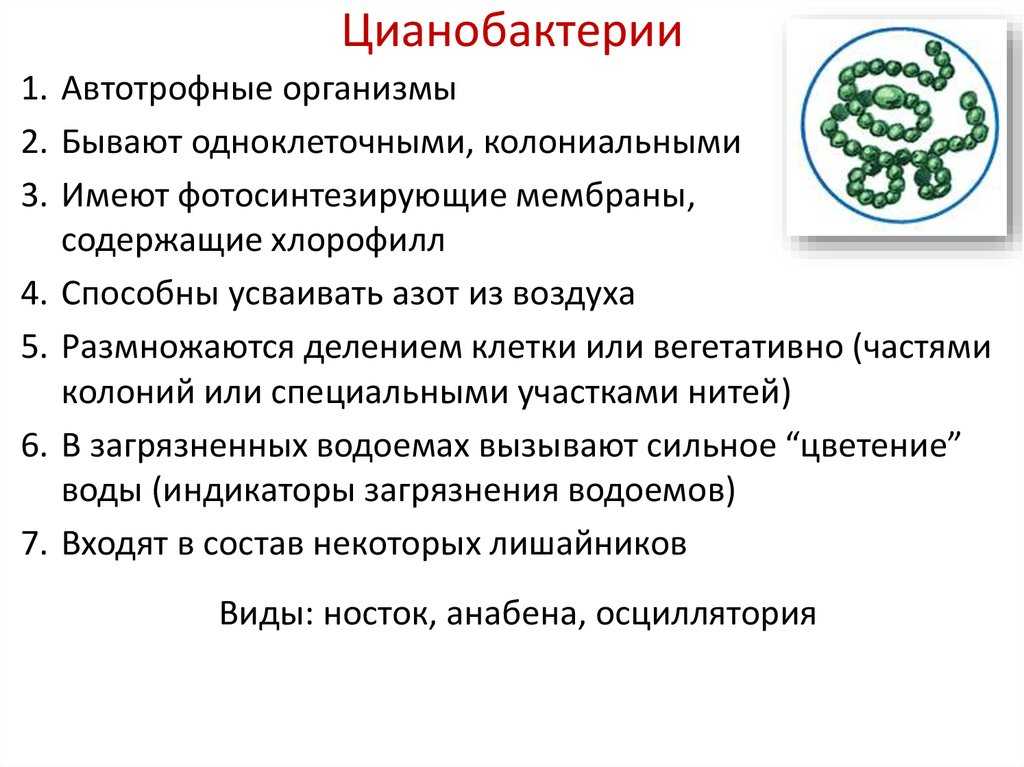 Водоросли  - научная библиотека