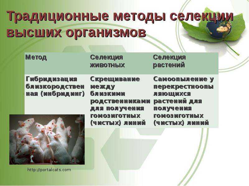 Селекция. биотехнология. | егэ по биологии