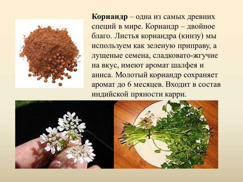 Кориандр посевной: полезные свойства