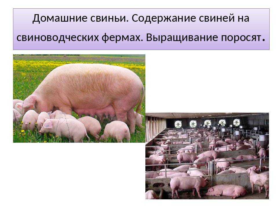 Племенное дело в молочном и мясном скотоводстве. контрольная работа. сельское хозяйство. 2012-09-12