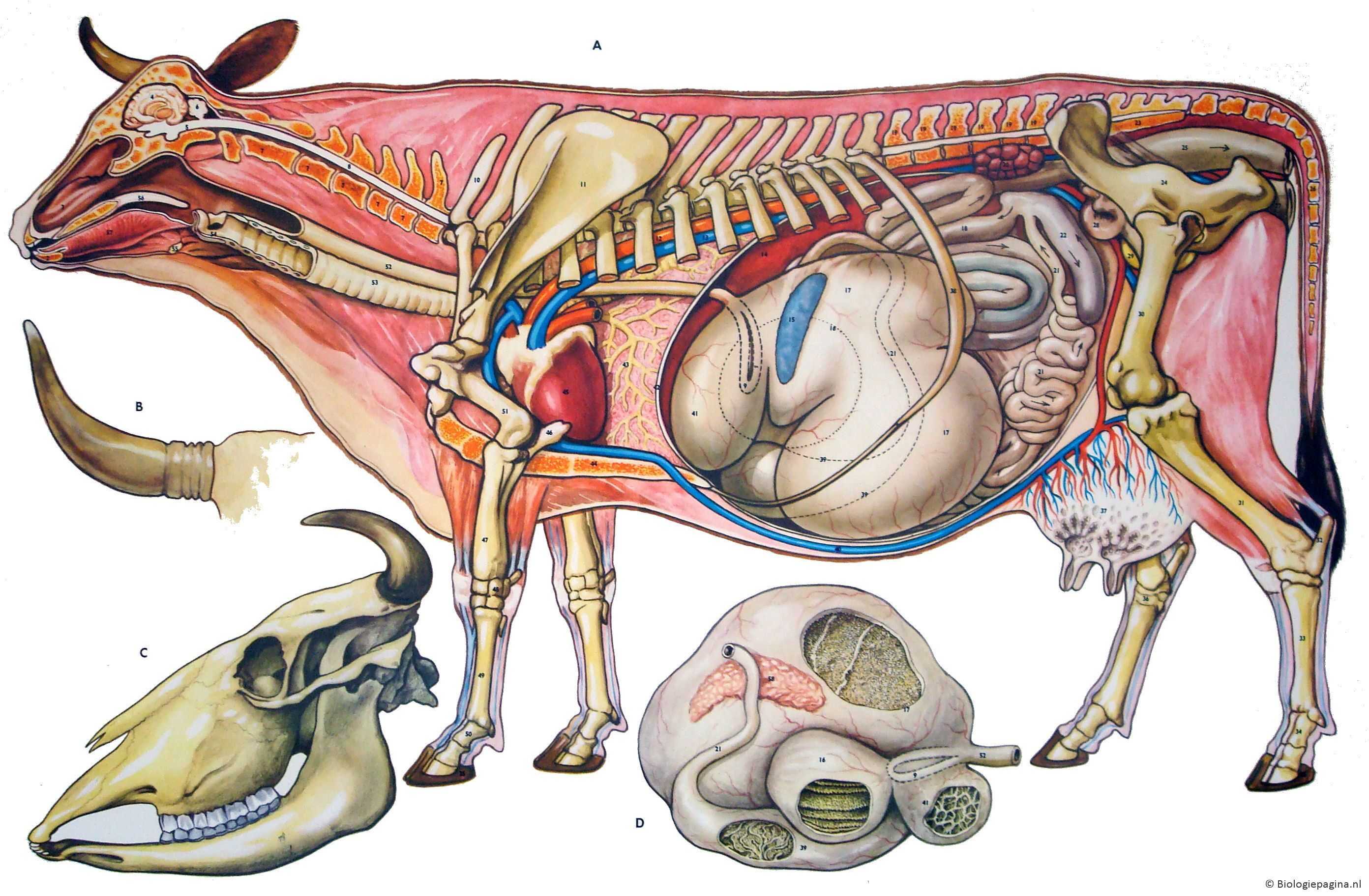 Анатомо-топографические данные грудной и тазовой конечностей крупного рогатого скота