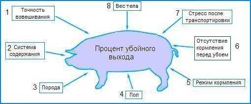Технология воспроизводства свиней