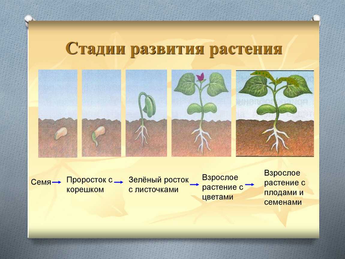 Семя