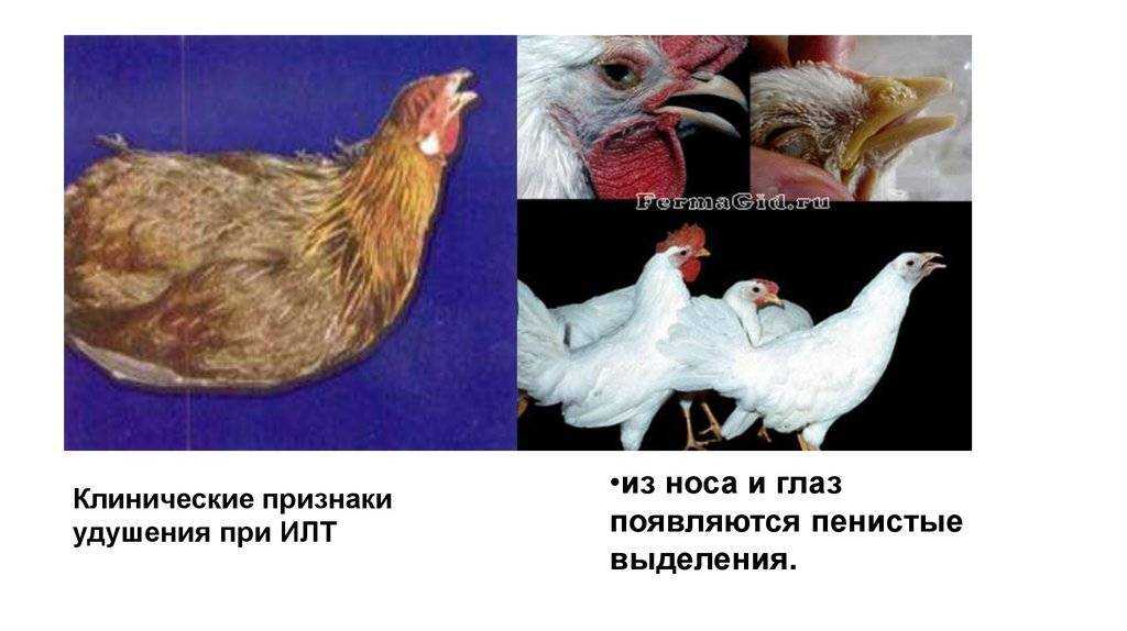 Инфекционный ларинготрахеит кур: лечение и диагностика, каковы симптомы и как не допустить заболевания? selo.guru — интернет портал о сельском хозяйстве