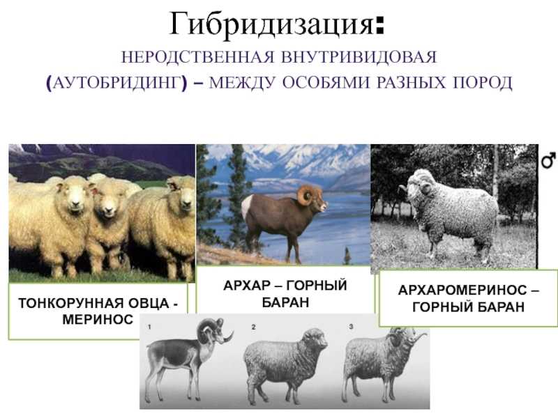 Внутривидовая гибридизация растений реферат