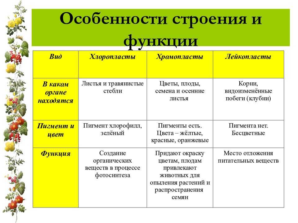 Хлоропласты - особенности строения и структура, основные функции