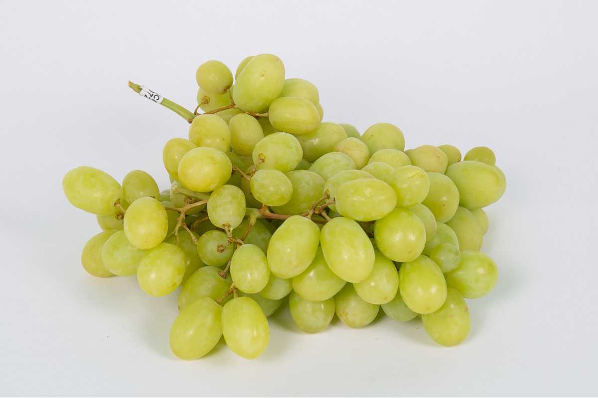 Вина узбекистана - | статьи по туризму от votpusk.ru