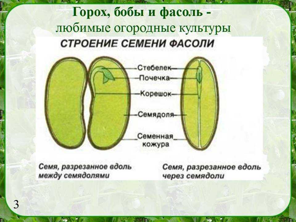 Из чего состоит семя 6 класс. Биология 6 класс строение семени гороха. Строение зародыша семени гороха. Что такое семядоля у растений. Биология строение семени фасоли.