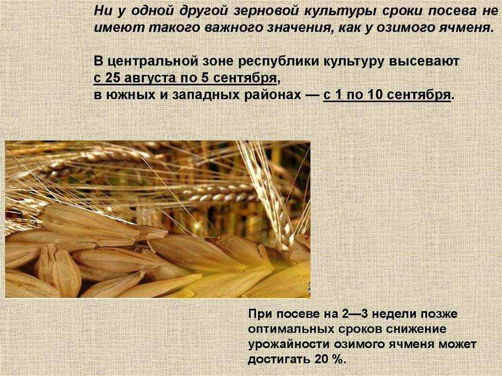 ✅ яровой ячмень: хозяйственное значение, сорта, сроки посева, выращивание