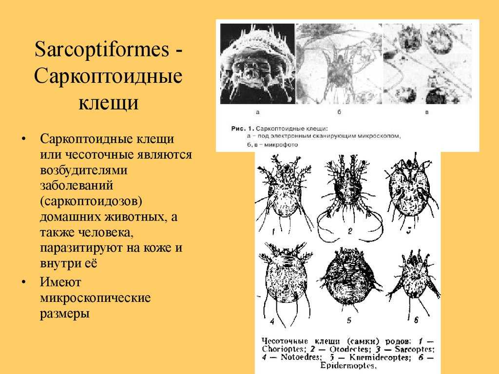 Псороптоз (накожниковая чесотка) - зооветеринарный портал беларуси 1vet.by