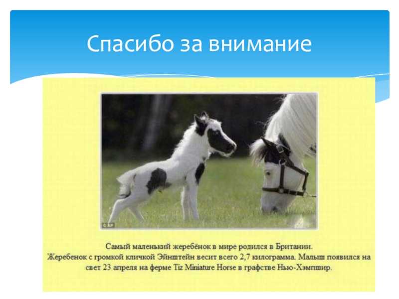 Выращивание жеребят-отъемышей. технология кормления и содержания жеребят - курсовая работа