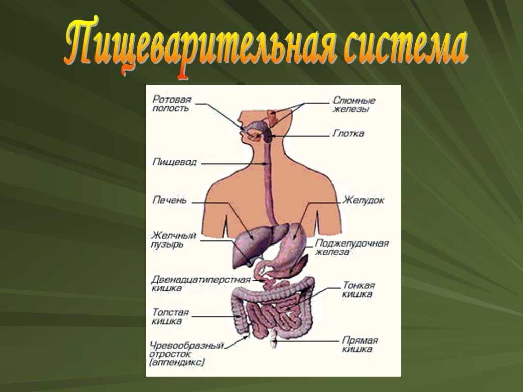 Анатомия и физиология пищеварительной системы человека