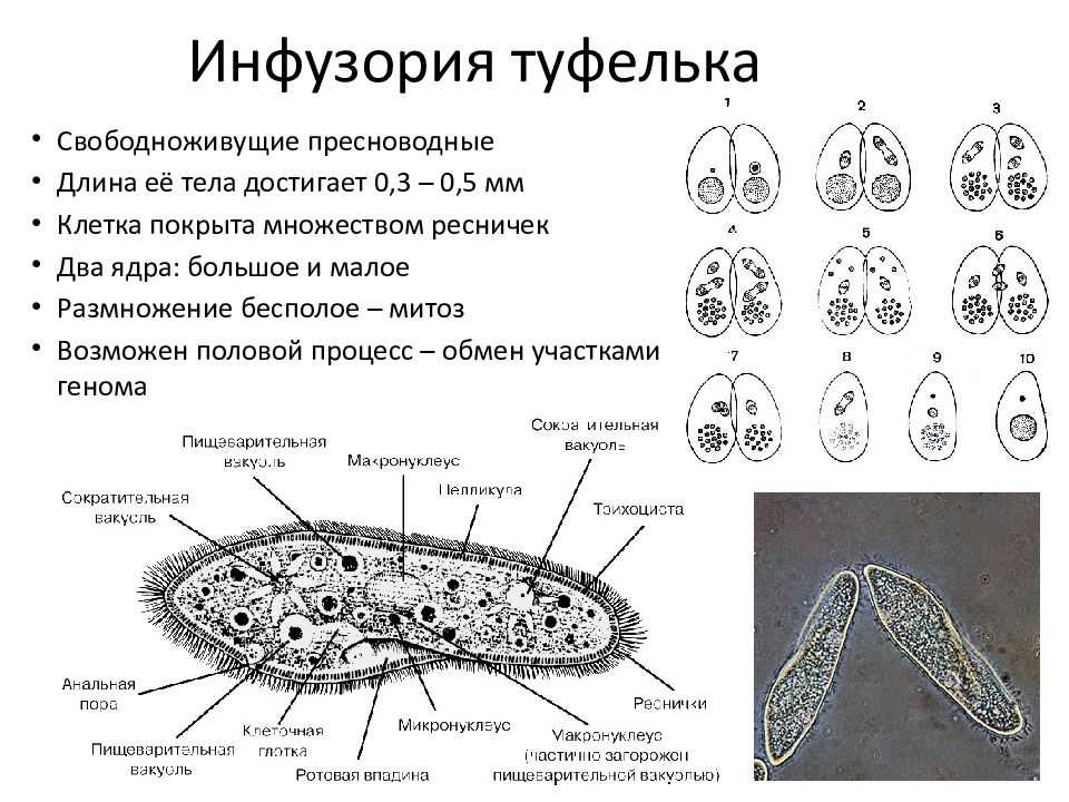 Видеоурок по биологии "подцарство одноклеточные. тип инфузории"