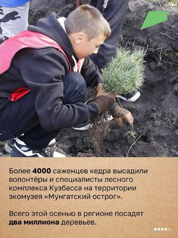 Как восстановить подвергшуюся пожару почву