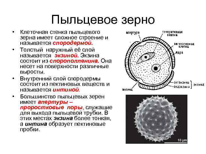 Растительная клетка – определение, части и функции | fissi