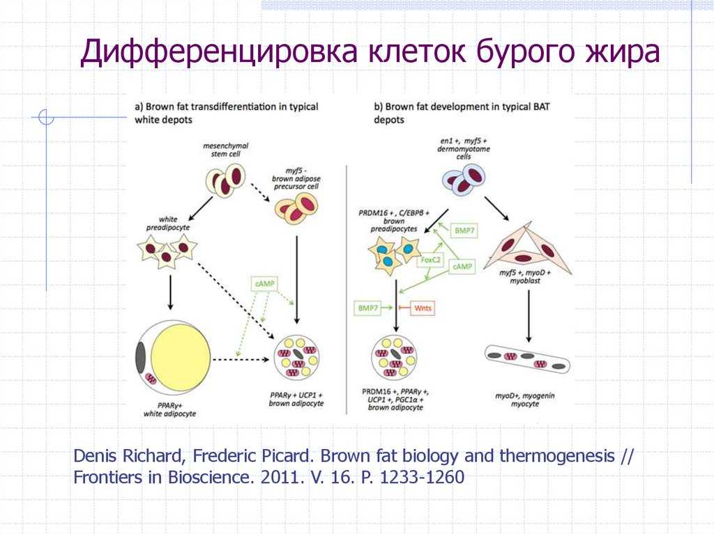 Что такое рост и дифференцировка клеток