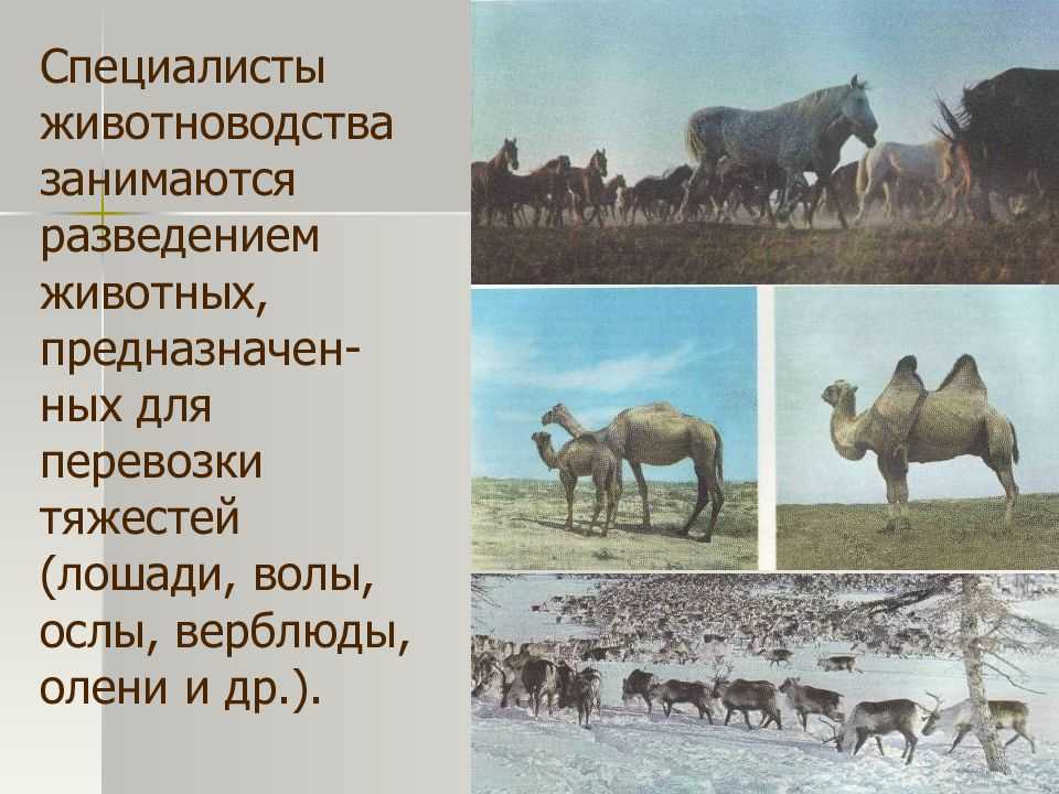 Нкп немецкий шпиц