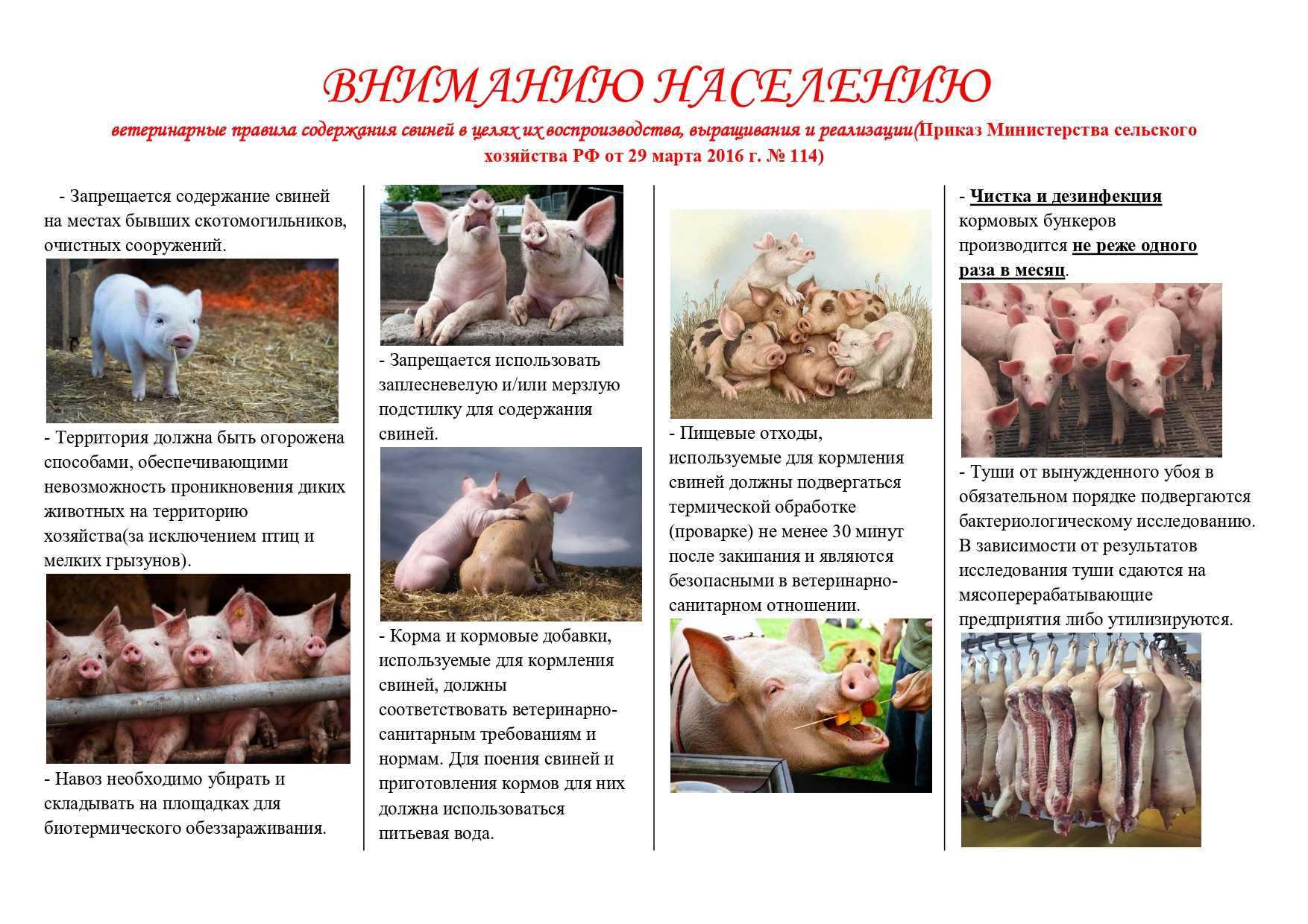 Выращивание свиней: самые современные системы и технологии ао "витасоль"