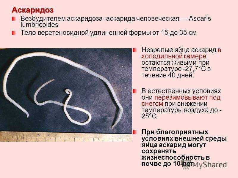 Болезни кур - аскаридиоз птиц