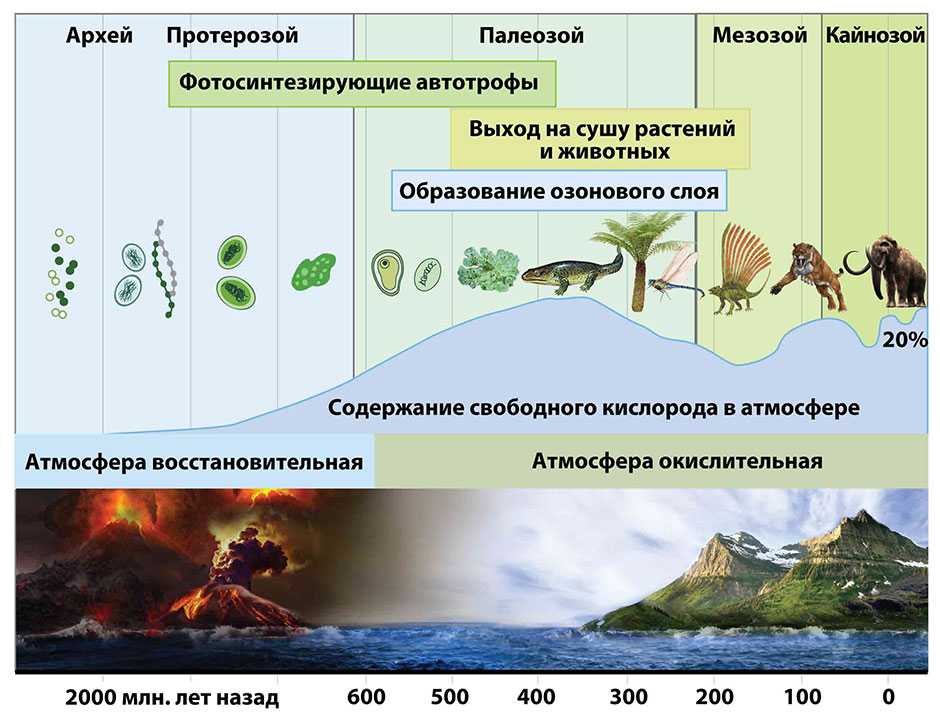 Развитие жизни на земле в архейскую эру