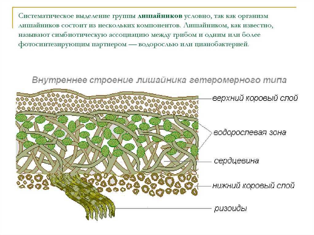 Лишайники