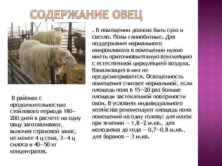 Как ухаживать за овцами: 15 шагов (с иллюстрациями)
