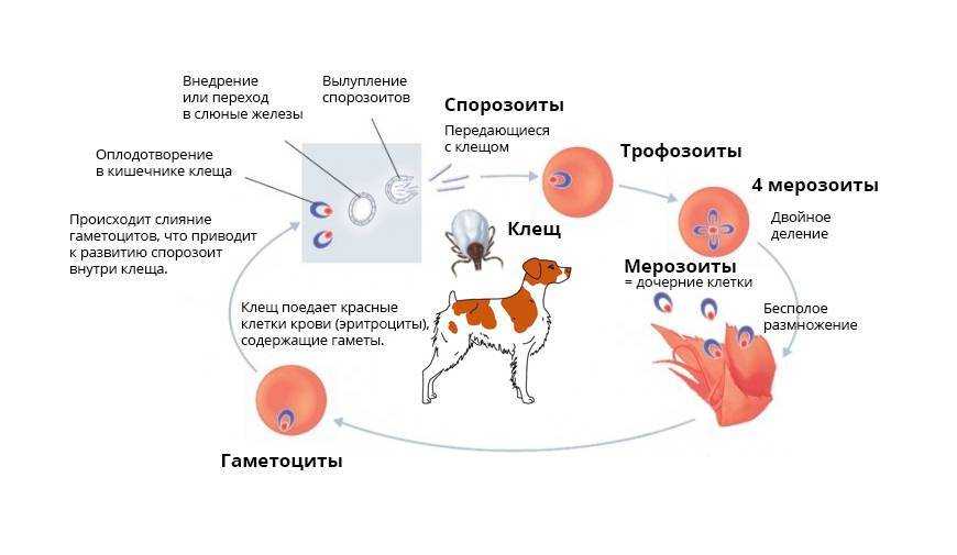 Бабезиоз лошадей: клинические признаки и симптомы | агропромышленный вестник