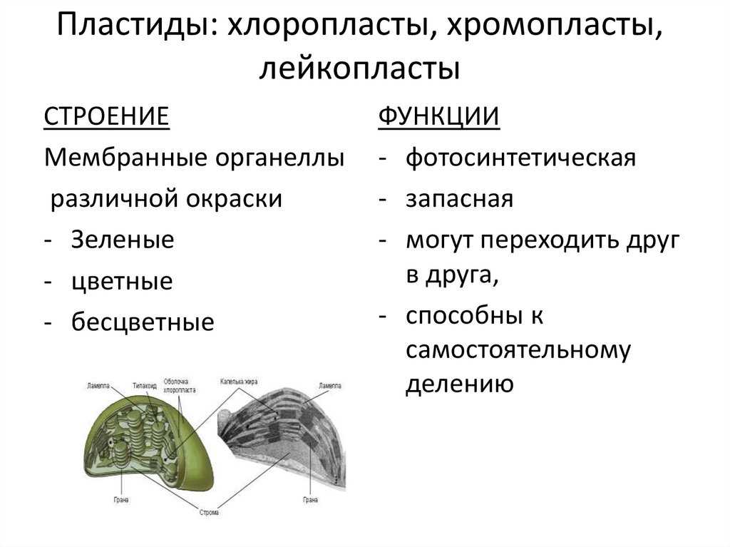 Пластиды: строение и функции, что делают, какого цвета могут быть, для чего нужны